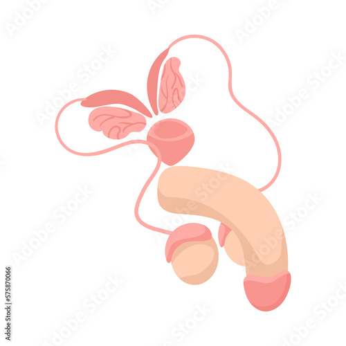 Male Genital System Composition
