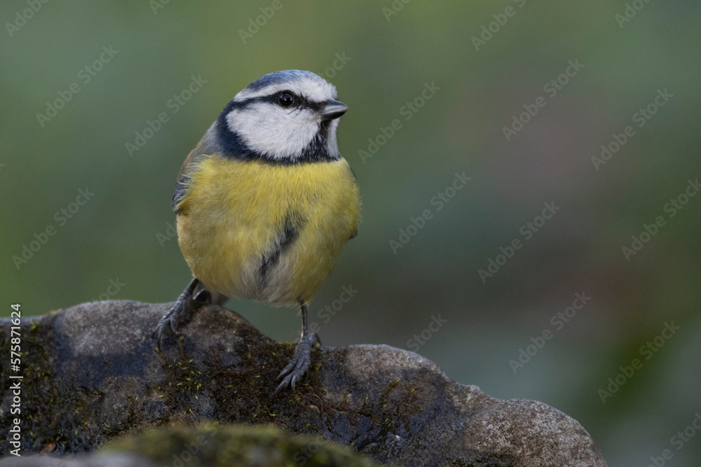 Blaumeise (Cyanistes caeruleu) Blaumeise (Cyanistes caeruleu)