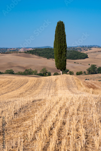 Picturesque yellow agricultural fields with cypress in Tuscany  Italy