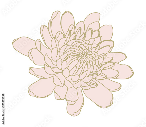 Luxury oriental mum flower
