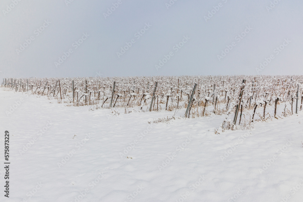 View of snow-covered vineyard in winter View of snow-covered vineyard in winter
