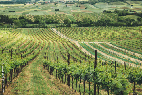 Austria, Lower Austria, Matzen, Vast green vineyard in summer photo