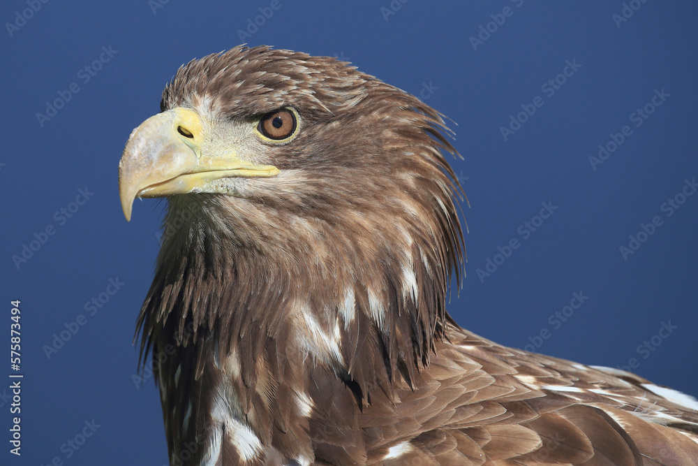 A portrait of a White-tailed Eagle against a blue sky
A portrait of a White-tailed Eagle against a blue sky