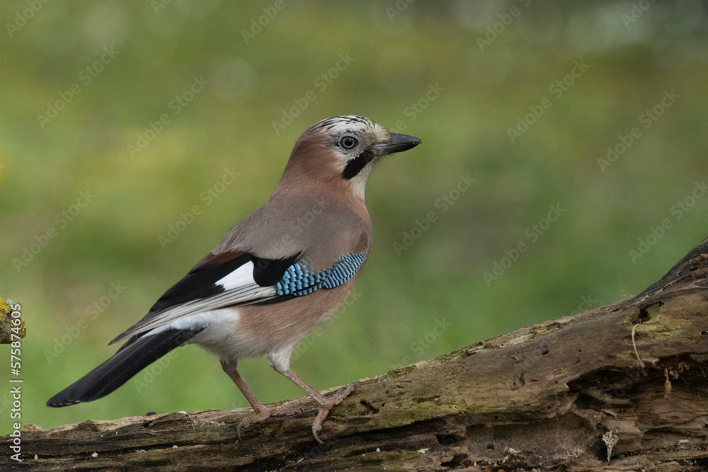 Eichelhäher (Garrulus glandarius) Eichelhäher (Garrulus glandarius)