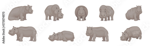 Hippopotamus or Hippo as Large Semiaquatic Mammal in Different Pose Vector Set