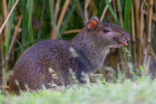 Photos Black Agouti (Dasyprocta fuliginosa)
