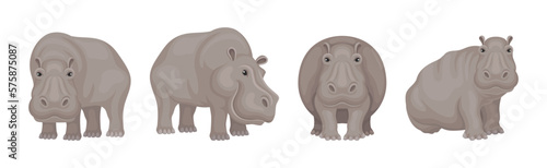 Hippopotamus or Hippo as Large Semiaquatic Mammal in Different Pose Vector Set