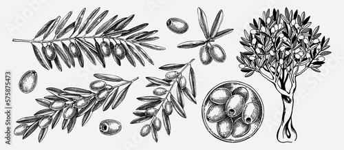 Hand drawn olive tree branches with leaves and fruit in a bowl sketches collection isolated on white background. Olive tree drawings in engraved style. Vector food illustration for oil packaging desi