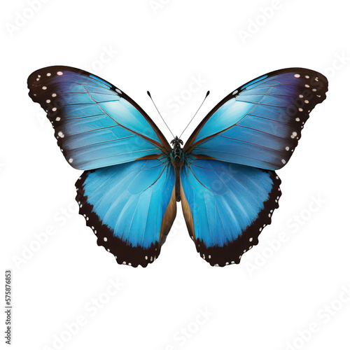 Papillon morpho blue  iridescent d’Amérique du sud Amazonie, détouré, fond transparent
