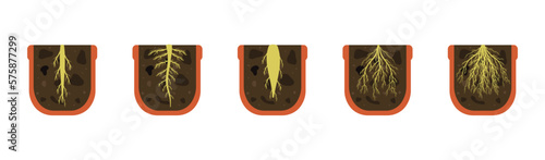 Variety of root systems. Vector illustration of cut of the soil of flower pot. Rhizome of houseplant