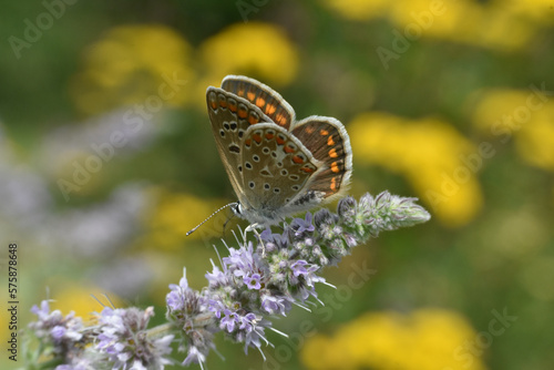 Butterfly Aricia agestis or brown argus. Beautiful little blue butterfly photo