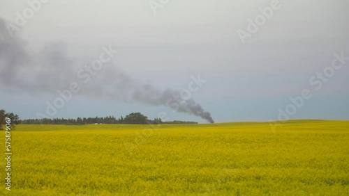 Fire burning in distance with Canola field in foreground photo