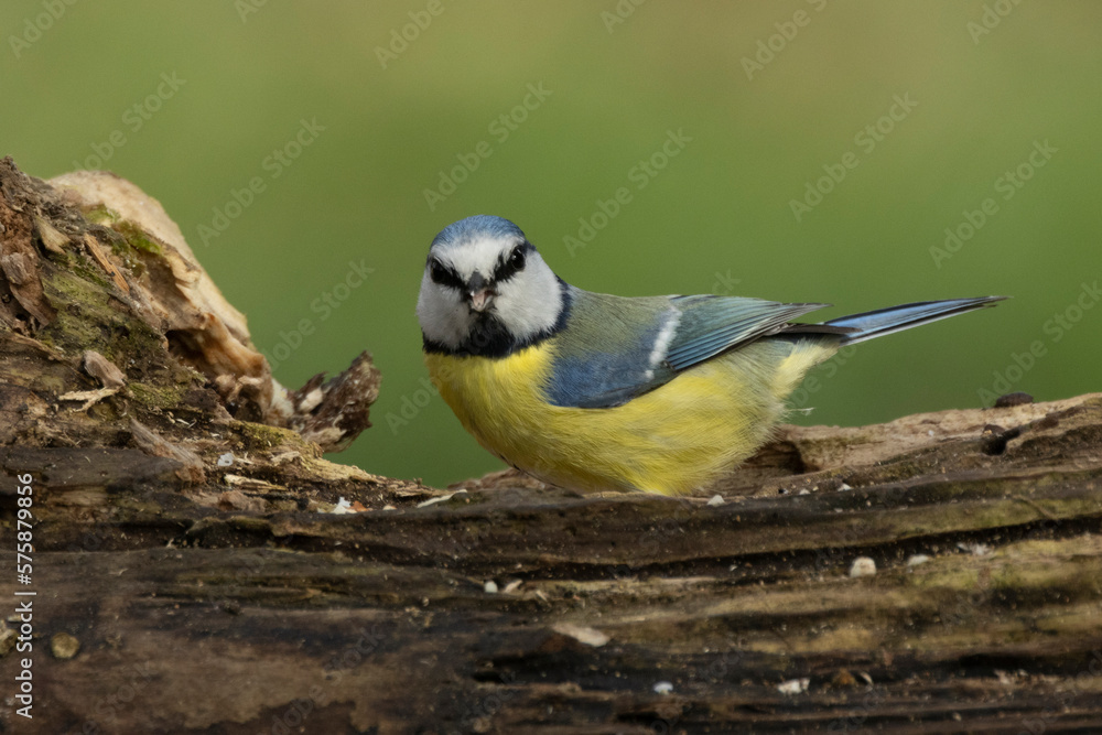 Obraz premium Blaumeise&nbsp;(Cyanistes caeruleu)