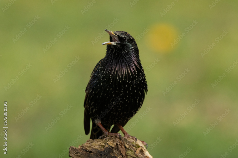 Fototapeta premium Star (Sturnus vulgaris)