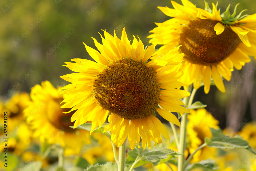 Fototapeta premium little bee with flowers in the park