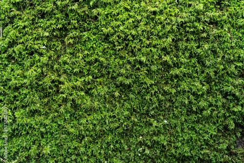 Obraz na plátně Tapis de mousse végétale verte