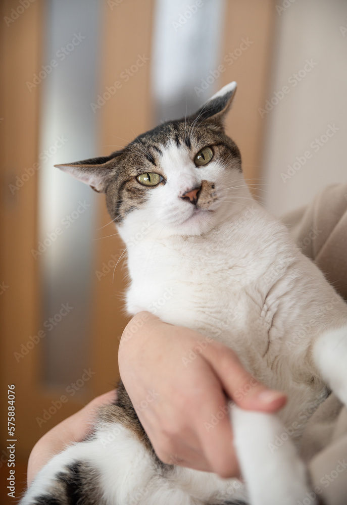 猫を抱く人 キジトラ白 猫を抱く人 キジトラ白