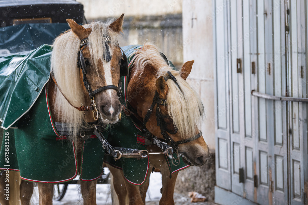 Obraz premium Fiaker horses standing in snowy weather covered with blankets waiting for customers - Salzburg, Austria