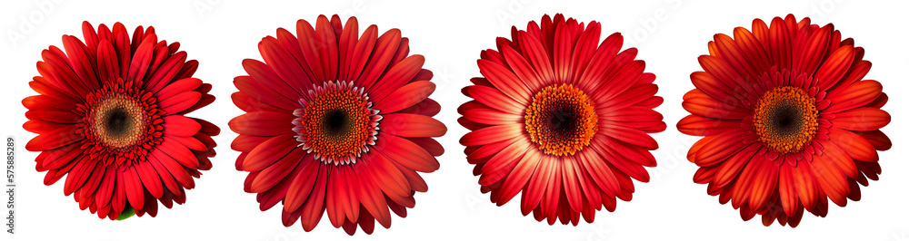 Assorted red gerbera daisy flower heads isolated on transparent PNG background. Created with Generative AI.