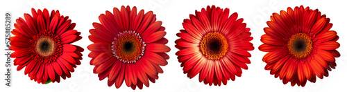 Assorted red gerbera daisy flower heads isolated on transparent PNG background. Created with Generative AI.