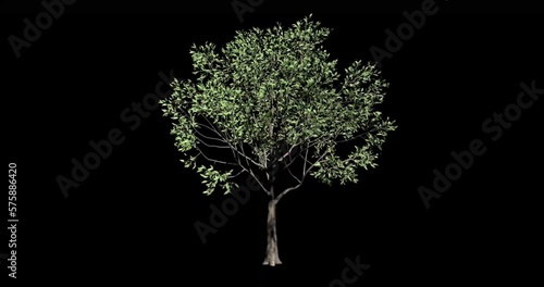3d loop animation of a 4 season tree changing seasons spring summer fall and winter
