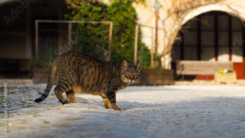 Vue rapprochée d'un chat tigré européen, dans le village de Labastide d'Armagnac