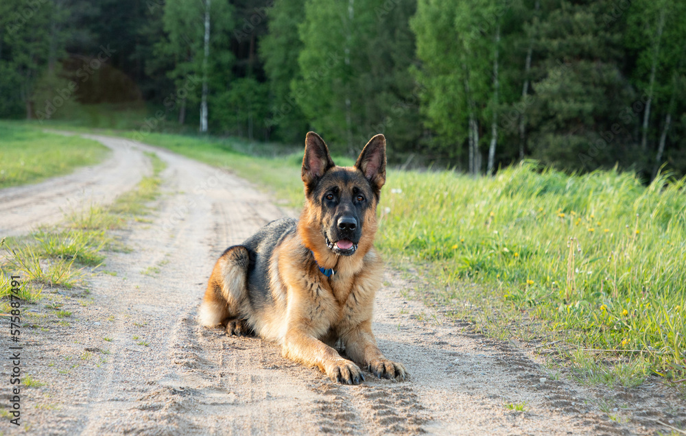 A large shepherd dog lies on the sand in a full-face, against the background of the forest and landscape. A large shepherd dog lies on the sand in a full-face, against the background of the forest and landscape.