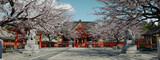 The cherry blossoms are blooming in the Shinto shrine against the spring sunshine. 3d illustration rendering