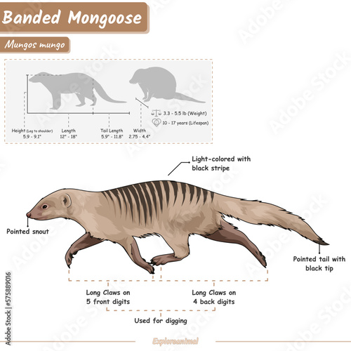 Anatomy of a Banded Mongoose
