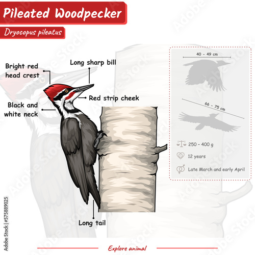 Anatomy of a Pileated woodpecker