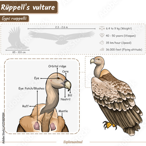 Anatomy of a Rüppell's Vulture