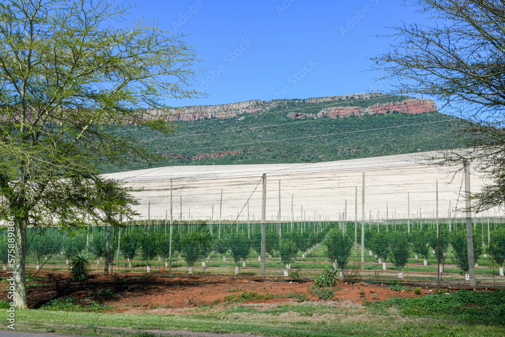 Agricultural field on the state of Mpumalanga in South Africa Agricultural field on the state of Mpumalanga in South Africa
