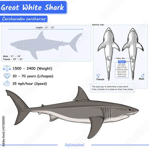 Great white sharks infographic