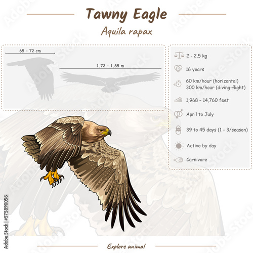 Infographic of a Tawny Eagle