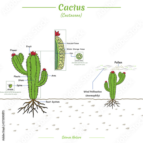 parts of a cactus and pollination process