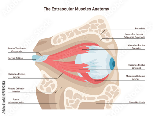Human eye extraocular muscles. Eyes muscles governing the movements