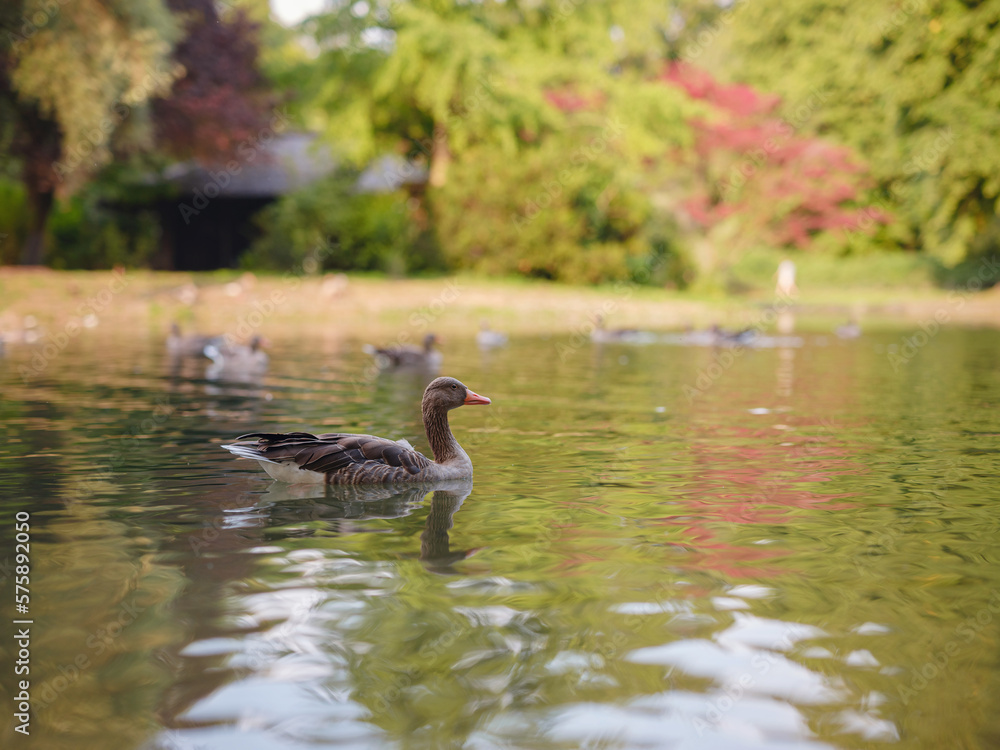 cute ducks on the pond in the Englischer Garten park, Munich, Germany. Summer travel to Europe