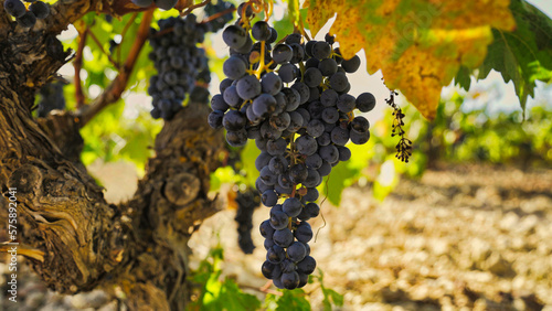 Viñedo Ribera del Duero
