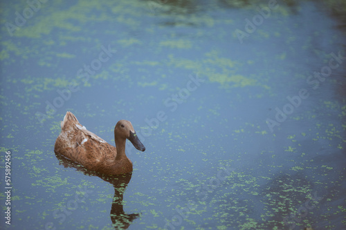 A brown duck is swimming in the lake. Lake filled with Lenma. Selective focus.
