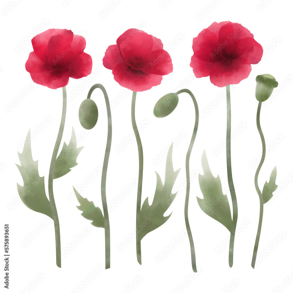 Watercolor set of poppy flowers and buds. Wildflower and meadow flower collection isolated on white background.