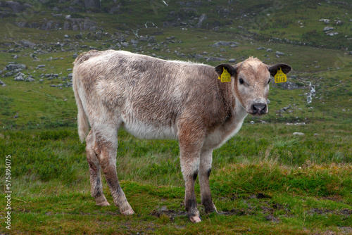 Connemara. Ireland. Westcoast. Cows.