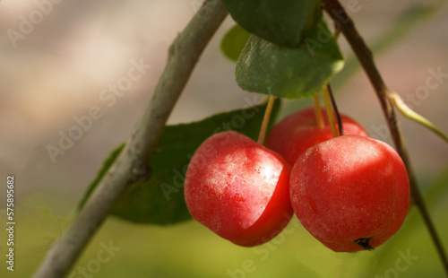 Three red dwarf apples hang on a branch in the summer, close-up on a blurred background.