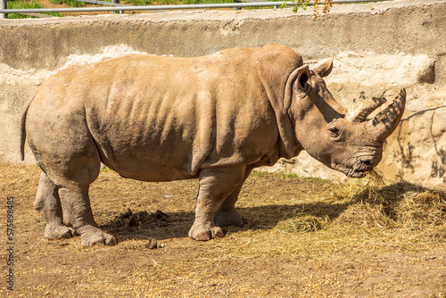 The northern white rhinoceros or northern white rhino photo