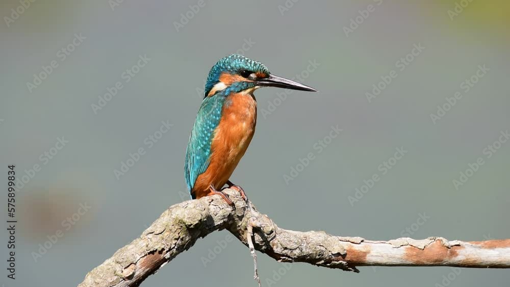 Common kingfisher stands on top of a branch and waits still for some fish and looks up Common kingfisher stands on top of a branch and waits still for some fish and looks up