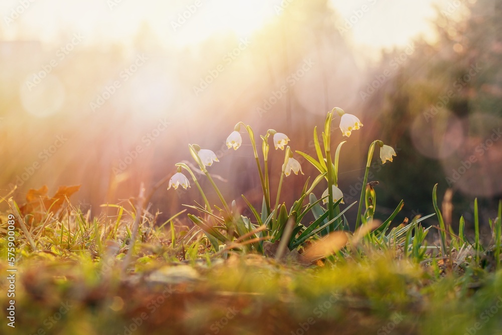 Spring flowers in the shining sunlight , Leucojum vernum, called spring snowflake