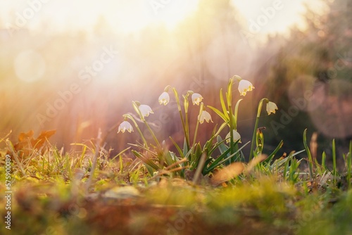 Fototapeta Naklejka Na Ścianę i Meble -  Spring flowers in the shining sunlight , Leucojum vernum, called spring snowflake