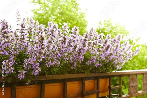 Dwarf catnip or catmint plants with pink and purple flowers growing in a planter box or container on a balcony railing in summer.