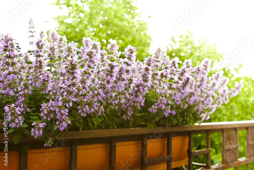 Dwarf catnip or catmint plants with pink and purple flowers growing in a planter box or container on a balcony railing in summer. photo