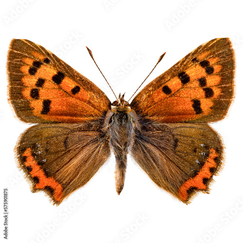 Obraz na płótnie Common copper butterfly