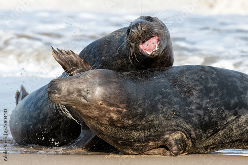 Atlantic Grey Seals courtship play fighting